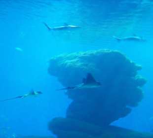 Aquarium in Palma