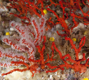 Red coral in the caves of Monte Regalo