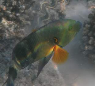 Besenschwanz- Lippfisch