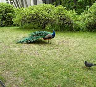 Park der Bäder Pfau