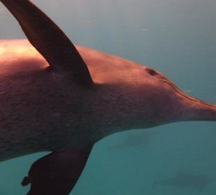 Delfintour - Hurghada