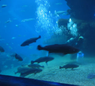 Haifütterung, 1 Taucher pro Woche