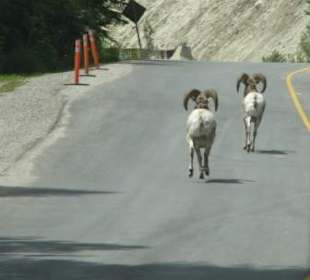 Dickhornschafe auf dem Bow River Parkway