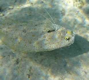 Flunder am Carnelia Beach Resort