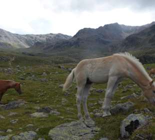 Freilaufende Pferde auf der Oberen Weisbrunnalm 2200m