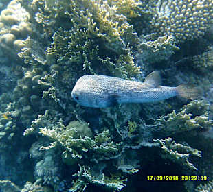 Schnorcheln Marsa Alam