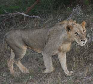 Kam direkt auf uns zu