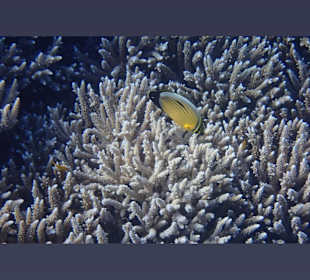 Schnorcheln Makadi Bay