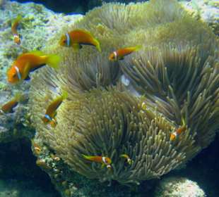Maledivische Anemonenfische