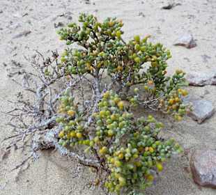 Erbsen-Jochblatt an der Westküste