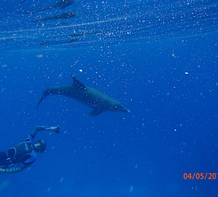 Delfinschwimmen Delfine & Meer