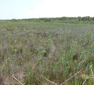 Unterwegs im Naturpark S'Albufera