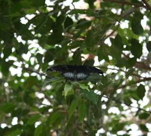 Gut getarnt im Blätterdach