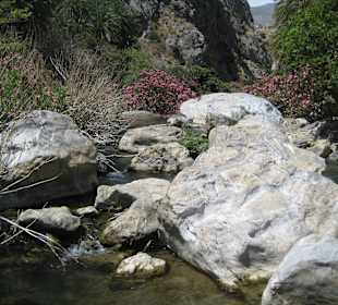 Palmenwald und Fluss