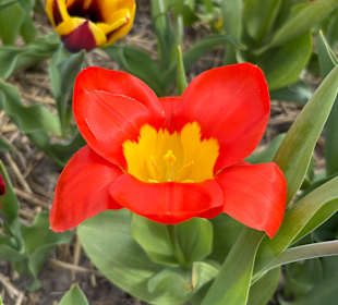 Floratuin Julianadorp