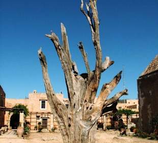 Kahler Baum im Kloster