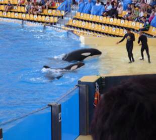 Orca Ocean Show