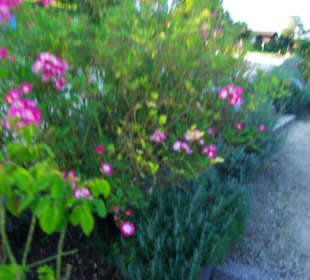 Rosenpracht im Ort Gstadt