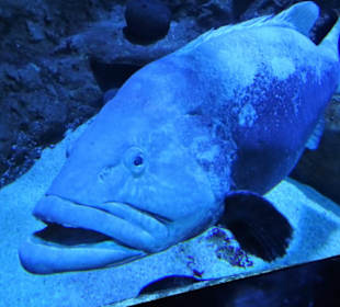 Im Aquarium de La Réunion