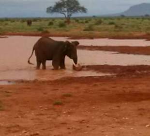 Elo kommt aus Wasserloch