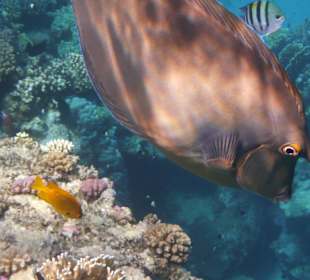 Hotel Sol y Mar Abu Dabbab