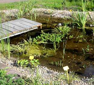 Feuchtbiotop für Libellen