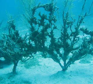 Grenada / Unterwasserwelt