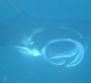 Manta