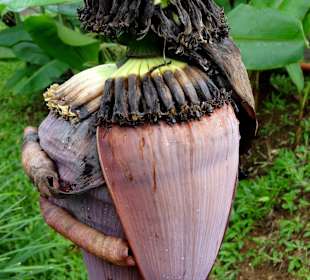 Blüte der Banane mit Fruchtansätzen
