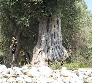 Vielleicht schon 800 ?