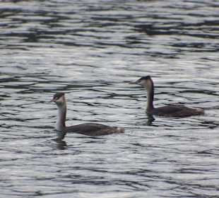 Tierwelt im Ried