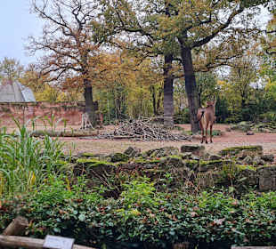 Zoo Hannover 