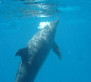 Delphin