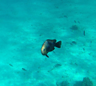 Hausriff - iPhone 5 im DiCAPac Plastik Case