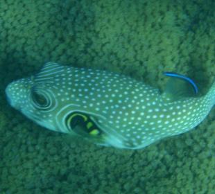 Weißfleck- Kugelfisch