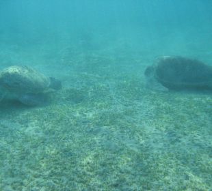 Schnorcheln M.Mubarak