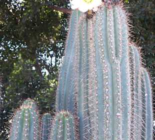 Typische Gartenbepflanzung