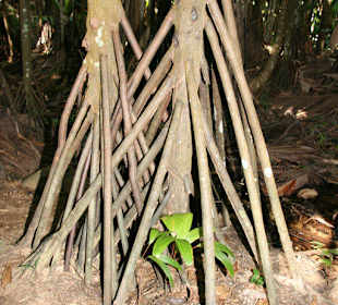 Praslin, Vallee de Mai