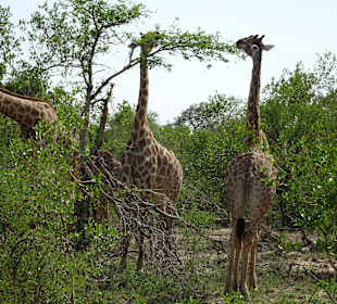 Giraffen
