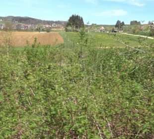 Strauchlehrpfad