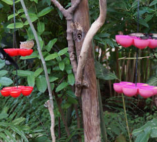 Mariposario de Benalmàdena