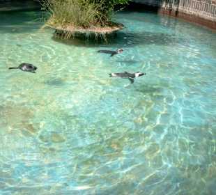 ... und noch mehr Pinguine ...