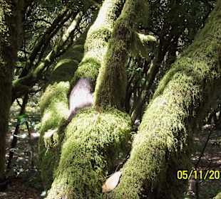 Auf La Gomera- Der Lorbeerwald