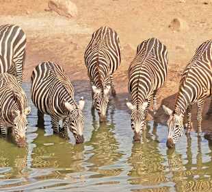 🦓