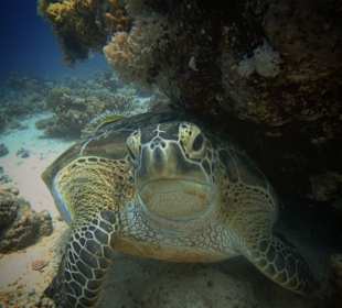 Schnorcheln Marsa Alam