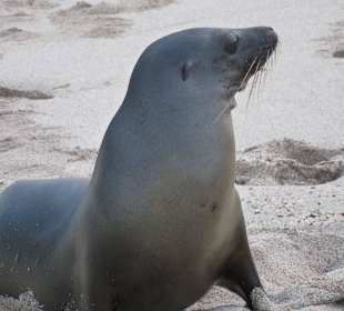 Viele Seelöwen teilweise mit Jungtieren