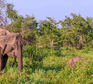 Udawalawe Nationalpark