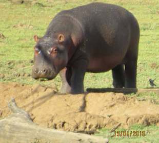 Pilanesberg Nationalpark