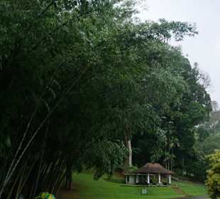 Bambus im botanischen Garten