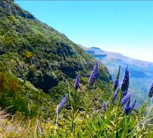 Am Südrand der Hochebene, Levada da Bica da Cana